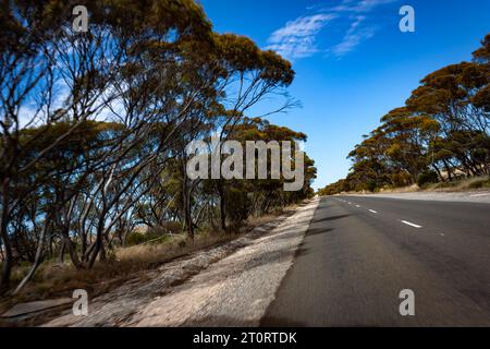 Winkelaufnahme der Fahrt auf einer langen, von Gummibäumen gesäumten Straße auf der Yorke Peninsula in Südaustralien. Stockfoto