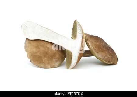Penny Bun oder Boletus edulis, Pilz isoliert auf weißem Hintergrund, essbar und kann auch als medizinische Pilze verwendet werden Stockfoto