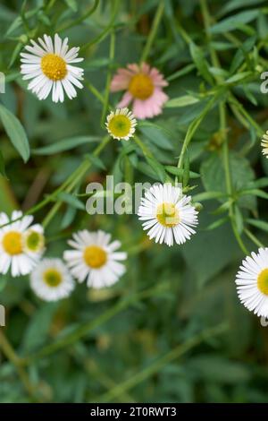 mexikanische fleabane Blumen, Erigeron karvinskianus, auch lateinamerikanisch oder Karwinsky's fleabane, santa barbara oder spanische Gänseblümchen, kleine Gänseblümchen wie Blumen Stockfoto