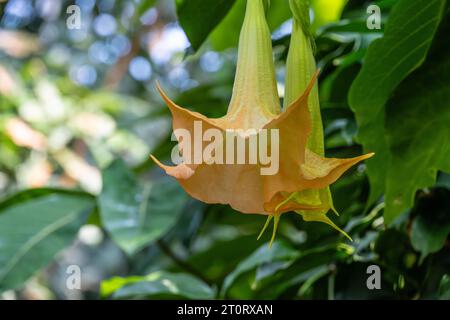 Blühende Engeltrompete (Brugmansia candida) im Botanischen Garten von Georgia in Athen, Georgia. (USA) Stockfoto