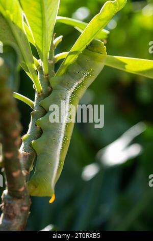 Raupe isst Blatt, großer grüner Wurm, riesiger grüner Wurm, der auf Ästen kriecht, während er Urlaub isst. Stockfoto