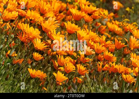 Farbenfrohe, blühende Namaqualand-Gänseblümchen (Dimorphotheca sinuata), Nordkap, Südafrika Stockfoto