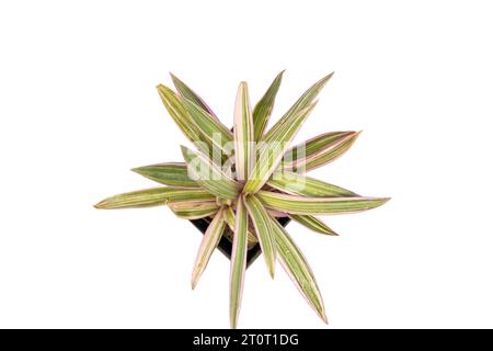 Rhoeo spathacea Tricolor Rhoeo Pflanze Hochwinkelansicht auf weißem isoliertem Hintergrund Stockfoto