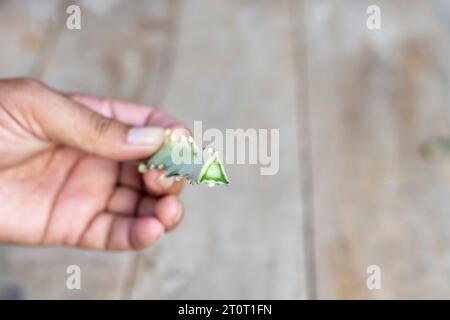 Cactus-Nahaufnahme mit selektivem Fokus Stockfoto