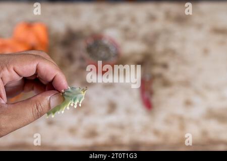 Callouse Kakteen nach Trocknen des Schnitthaltes in der Hand. Selektiver Fokus Stockfoto