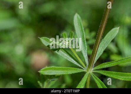 Spalter, Galium aparine. Es handelt sich um eine einjährige Pflanze der Familie Rubiaceae. Foto gemacht in der Provinz Ciudad Real, Spanien Stockfoto