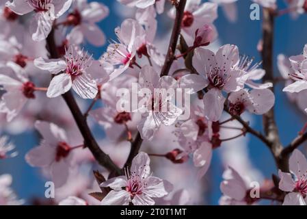 Blumen von Kirschpflaume, Prunus cerasifera. Er ist ein beliebter Zierbaum für Garten- und Landschaftsbau Stockfoto