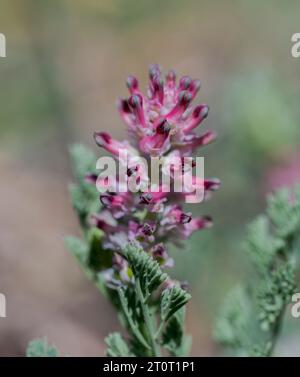 Blüten des Gemeinen Fumitory, Fumaria officinalis. Es handelt sich um eine krautige, jährlich blühende Pflanze aus der Mohnfamilie. Foto gemacht in Ciudad Real Provinz, S Stockfoto