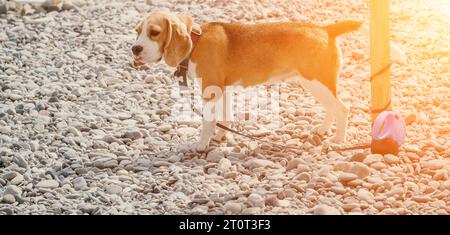 An einem sonnigen Tag ruht sich ein Ingwerhund mit weißen Flecken auf einem Kieselstrand in der Nähe des Meeres aus und wartet auf den Besitzer Stockfoto