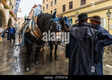 München, Deutschland, EU - 13. September 2023. Oktoberfest Hofbräuhaus Bierfestparade schweben mit einer Pferdekutsche voller Fässer, Bierfässer, Fahrer. Stockfoto