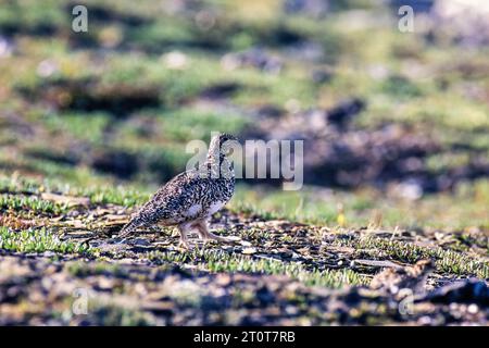 Weißschwanzvögel, der auf einer Bergwiese spaziert Stockfoto