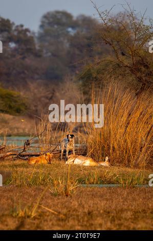 Zwei wilde Hunde, die wild gefleckte Hirsche oder Chital- oder Achsenwild fressen oder fressen, nachdem sie in Keoladeo bharatpur eine große Bedrohung für das Naturschutzgebiet jagten Stockfoto