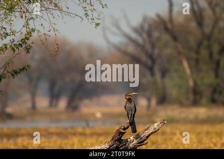 Orientalischer Darter oder indischer Darter oder anhinga melanogaster auf einem Zweig in wunderschönem grünen Hintergrund und malerischer Landschaft in Keoladeo bharatpur Stockfoto