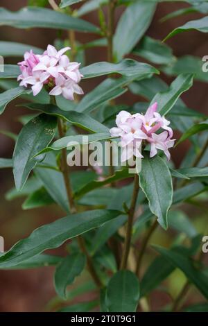 Daphne bholua Spring Beauty, rosa Blumen im Spätwinter Stockfoto