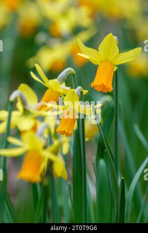 Narcissus Jetfire, Narzissen Jetfire, Narcissus Jet Fire, Narcissus cyclamineus Jet Fire, bauchiges mehrjähriges Gelb, leicht reflektiertes Perianth-Segment Stockfoto