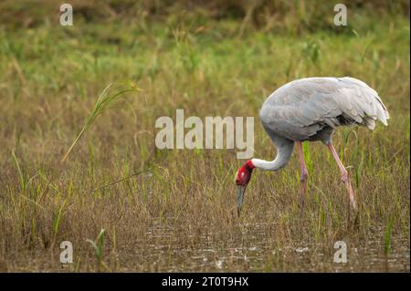 Saruskran oder Grus antigone Nahaufnahme Fütterungsverhalten in natürlichem Grüngrashintergrund während Winterexkursion im Keoladeo Nationalpark bharatpur Stockfoto