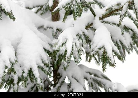 Schneebedeckte Zweige von Kiefern. Immergrüne Tannen, getarnt in Frost, Waldszene. Nadel-Nahaufnahme mit Eis verziert. Mit Schnee bedeckte Fichte br Stockfoto