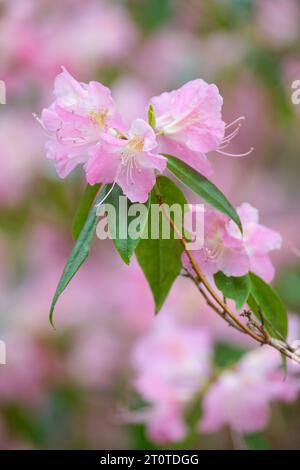 Rhododendron Airy Fee, rosa Blumen, Frühling, Stockfoto