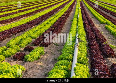 Lollo Rossa und Lollo Bionda Salat bis zum Horizont mit einem Rohr zur Bewässerung bei Dürre Stockfoto