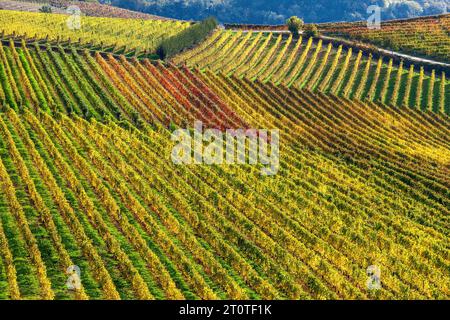 Blick auf die farbenfrohen herbstlichen Weinberge wachsen in einer Reihe auf den Hügeln von Langhe im Piemont, Italien. Stockfoto