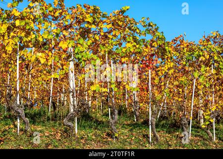 Im Piemont, Italien, wachsen unter dem blauen Himmel Weinreben mit gelben, grünen und orangen Blättern. Stockfoto