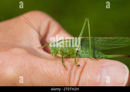 TETTIGONIIDAE an einem Finger wurden früher als langhörnige Heuschrecken bezeichnet Stockfoto