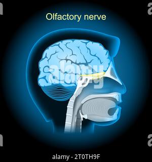 Nervus olfactorius mit glühender Wirkung. Realistisches transparentes blaues Gehirn auf dunklem Hintergrund. Seitenansicht des menschlichen Kopfes. Vektorillustration wie Röntgenbilder Stock Vektor