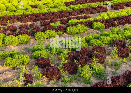 Anbau von Lollo rossa und Endiviensalat im Freien auf einem Bauernhof im Herbst bei Sonnenuntergang Stockfoto