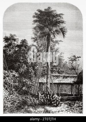 Latanier Palme, Andamanen- und Nikobar-Inseln, Südindien, Indischer Ozean. Alter Stich aus dem 19. Jahrhundert aus Le Tour du Monde 1860 Stockfoto