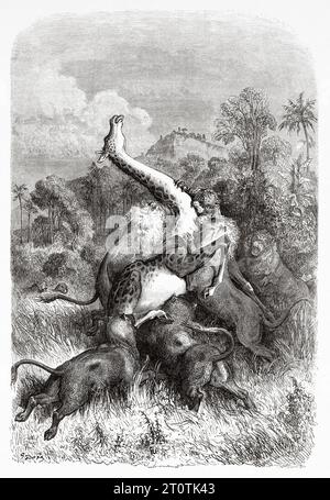 Löwen greifen Giraffe an, Afrika. Abenteuer und Jagden des Reisenden Charles John Andersson im südlichen Afrika von 1850 bis 1860. Alte Illustration aus dem 19. Jahrhundert von Gustave Doré (1832 - 1883) aus Le Tour du Monde 1860 Stockfoto