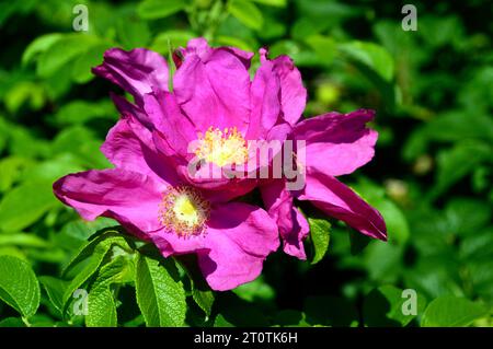 Wild Pink Rosa 'Doncasterii' (Sträucherrose), angebaut in einem Cottage Garden in Salisbury, Wiltshire, England, Vereinigtes Königreich. Stockfoto