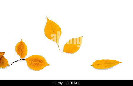 Mehrfarbige Herbstblätter auf einem Zweig isoliert auf weißem Hintergrund. Stockfoto