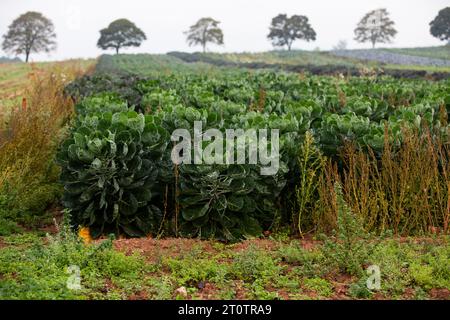 Darts Farm in Devon Fernaufnahme mit Pflanzen und Bäumen im Hintergrund Stockfoto