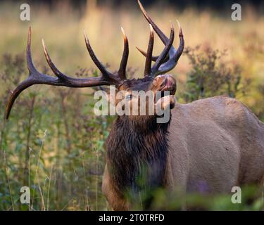 Ein Bullenelch Lip Curling Stockfoto