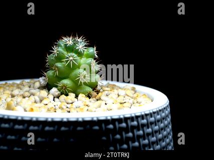 Grüner Coryphantha im weißen Topf Stockfoto