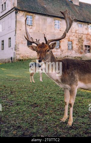 Hirschgruppe im Hof der Burg Niemodlin Stockfoto