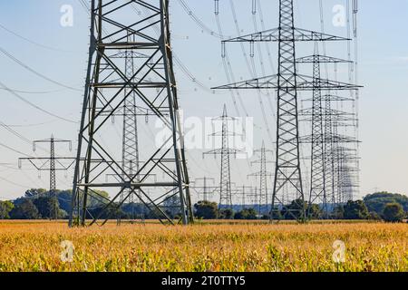 Ein landwirtschaftliches Feld mit Mais mit vielen Hochspannungsmasten und Freileitungen im ländlichen Raum, Deutschland in der Energiewende Stockfoto