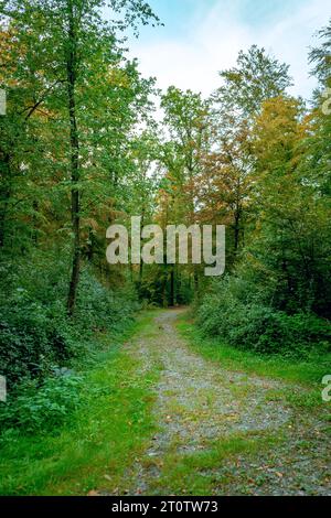 Ein malerischer Pfad führt durch einen üppigen, bewaldeten Wald, umgeben von hohen, majestätischen Bäumen Stockfoto