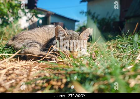 Landhof mit Kätzchen. Niedliches graues Kätzchen liegt auf dem Gras und schläft ein. Stockfoto