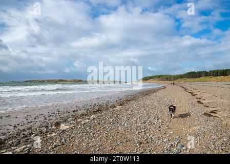 Ein Border Collie im Urlaub am Newborough Beach, Anglesey, Nordwales. Llanddwyn Island in der Ferne. Stockfoto