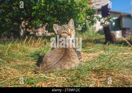 Kleines graues Kätzchen sitzt auf Gras in einem Landhof. Unscharfer Hintergrund. Stockfoto