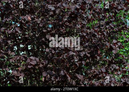 Die Blätter eines violetten Haselnussbaums ( Corylus) Stockfoto