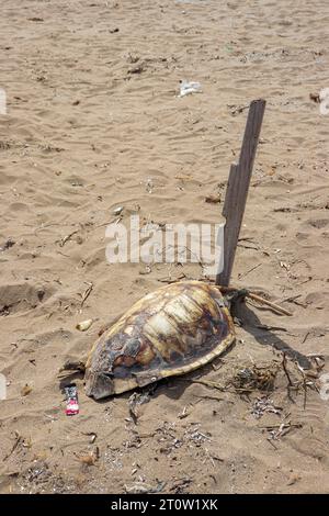 Die Schutzhülle der toten Schildkröten wurde am Prasonisi Beach zurückgelassen, einem Treffpunkt zwischen zwei Meeren Stockfoto