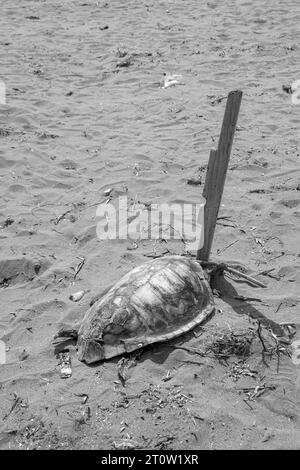 Die Schutzhülle der toten Schildkröten wurde am Prasonisi Beach zurückgelassen, einem Treffpunkt zwischen zwei Meeren in Schwarz-weiß Stockfoto