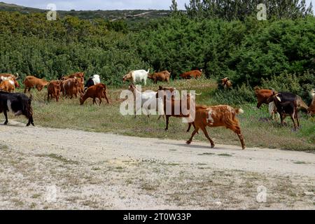 Mehrere Hausziegen laufen auf einem grünen Feld auf Rhodos, Griechenland Stockfoto