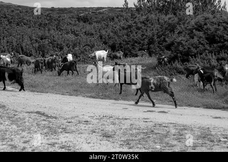 Mehrere Hausziegen, die auf einem grünen Feld auf Rhodos, Griechenland, in Schwarz-weiß auf Gras spazieren Stockfoto