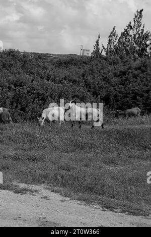 Mehrere Hausziegen, die auf einem grünen Feld auf Rhodos, Griechenland, in Schwarz-weiß auf Gras spazieren Stockfoto