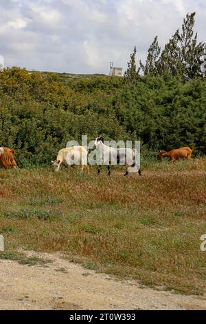 Mehrere Hausziegen laufen auf einem grünen Feld auf Rhodos, Griechenland Stockfoto