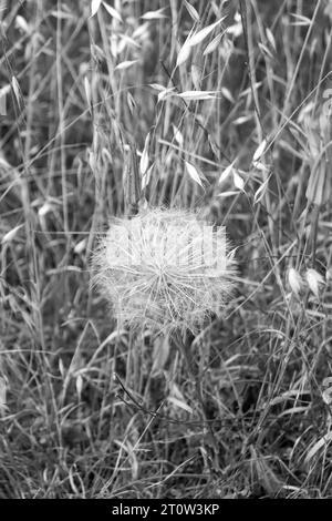 Schwarzer und weißer Löwenzahn (Senecio vulgaris), allgemein bekannt als Erdsel und alter Mann im Frühling in der Natur Stockfoto