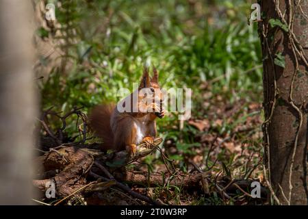 Wildes Rotes Eichhörnchen (Sciurus vulgaris), isoliert im Wald Großbritanniens, sitzt auf einem Baumzweig in der frühen Frühjahrssonne und isst eine große Nuss. Stockfoto